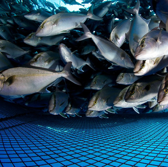 PSA Oxygen Generator -applikasjon